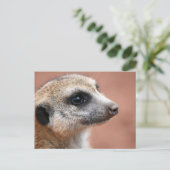 Meerkatはがき ポストカード (スタンド正面)