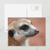 Meerkatはがき ポストカード (正面/裏面)