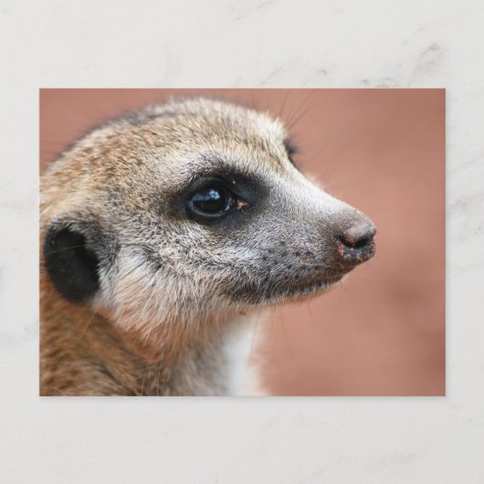 Meerkatはがき ポストカード (正面)