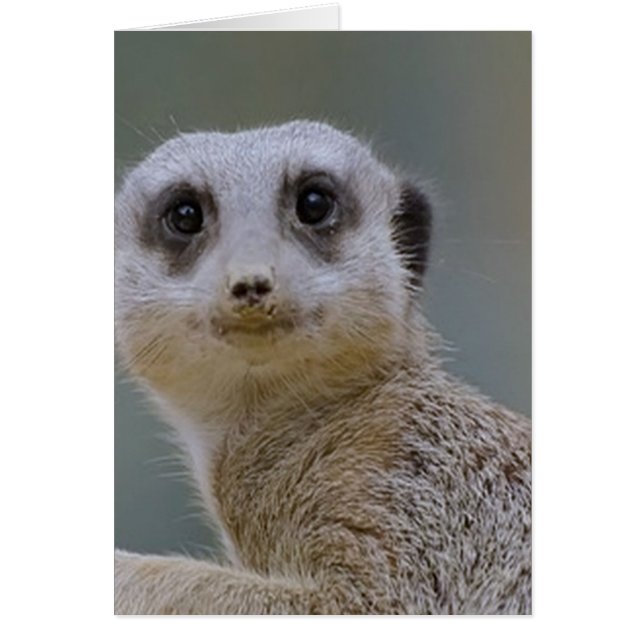 meerkat (正面)