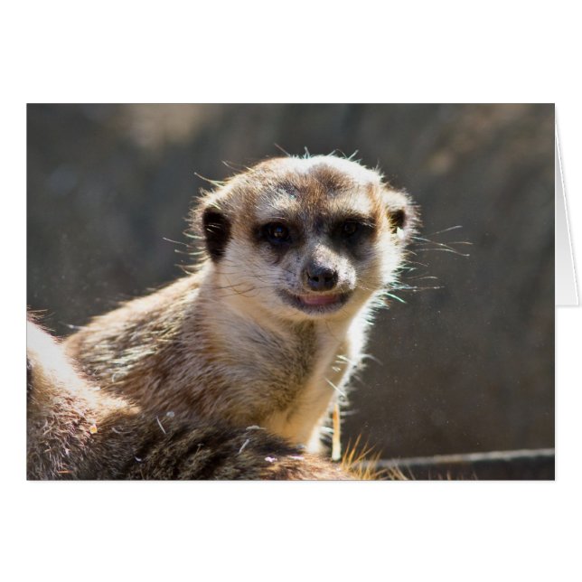 Meerkat (正面横)