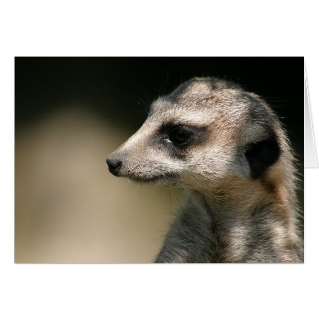 Meerkat (正面横)