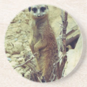 Meerkat コースター (正面)