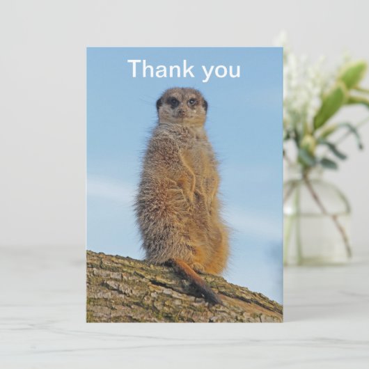 Meerkat サンキューカード (スタンド正面)