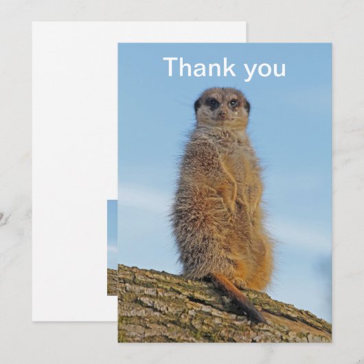 Meerkat サンキューカード (正面/裏面)