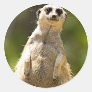 Meerkat ラウンドシール