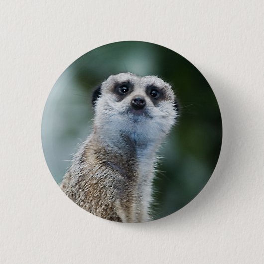 Meerkat 缶バッジ (正面)