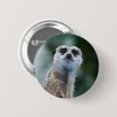 Meerkat 缶バッジ (正面&裏面)