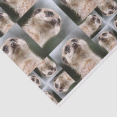 Meerkat 薄葉紙 (詳細)