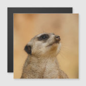 Meerkat 001 by JAMFoto (正面/裏面)