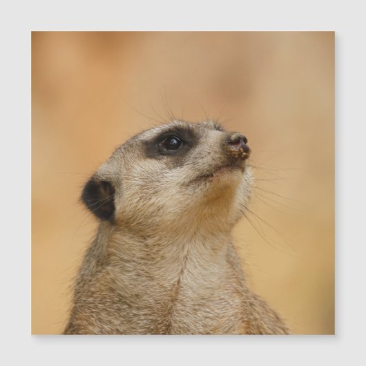 Meerkat 001 by JAMFoto (正面)