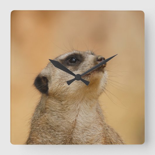 Meerkat 001 by JAMFoto スクエア壁時計 (正面)