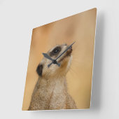 Meerkat 001 by JAMFoto スクエア壁時計 (傾斜)