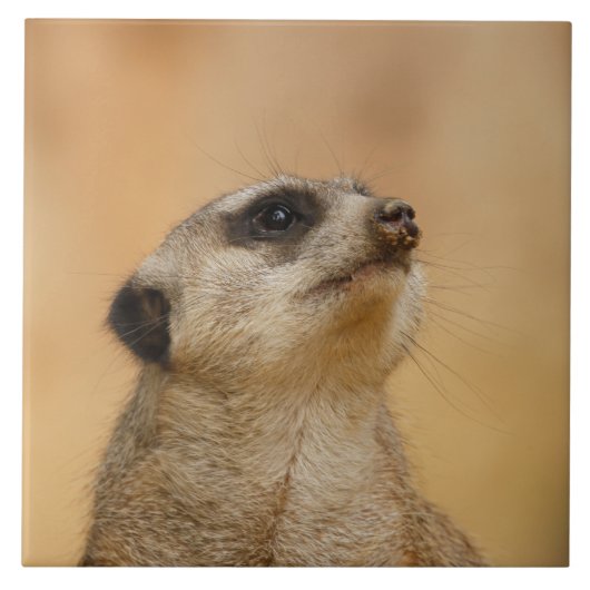Meerkat 001 by JAMFoto タイル (正面)