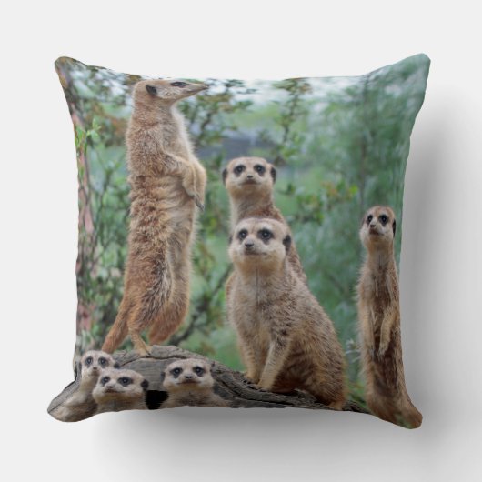 Meerkat_003 クッション (正面)