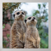 Meerkat 013 ポスター (正面)