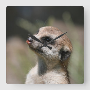 Meerkat 014 スクエア壁時計