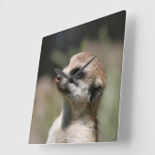 Meerkat 014 スクエア壁時計 (傾斜)
