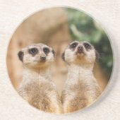 Meerkat_044 コースター (正面)