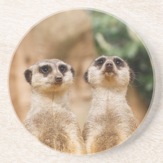 Meerkat_044 コースター (正面)