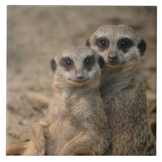 Meerkat 067 タイル (正面)