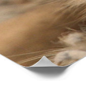 Meerkat 090 ポスター (角)