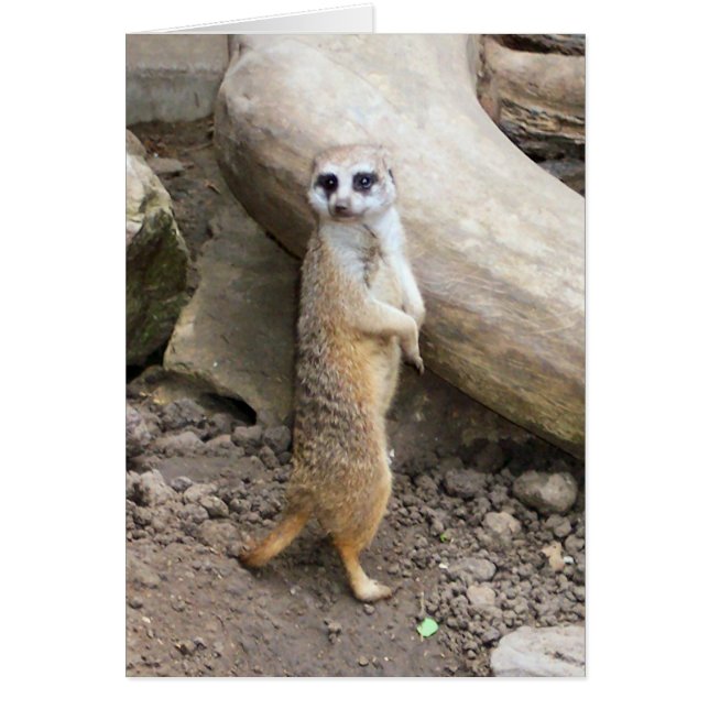 Meerkat #1 (正面)