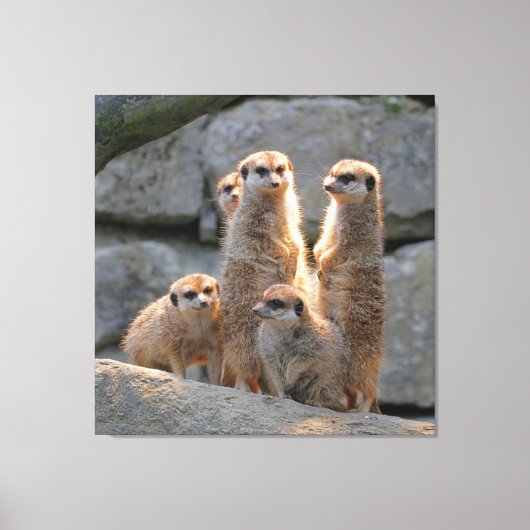 Meerkat 110 キャンバスプリント (正面)