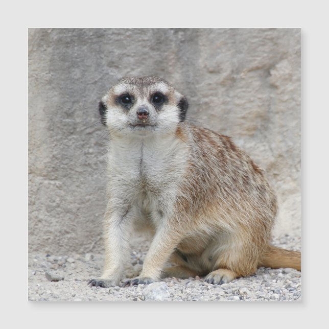 Meerkat 134 (正面)