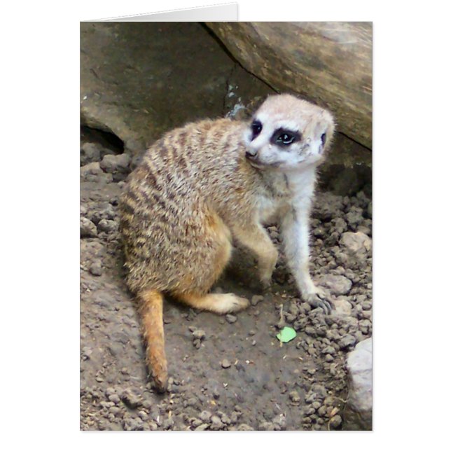 Meerkat #2 (正面)