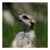 Meerkat_2014_1006 ポスター (正面)