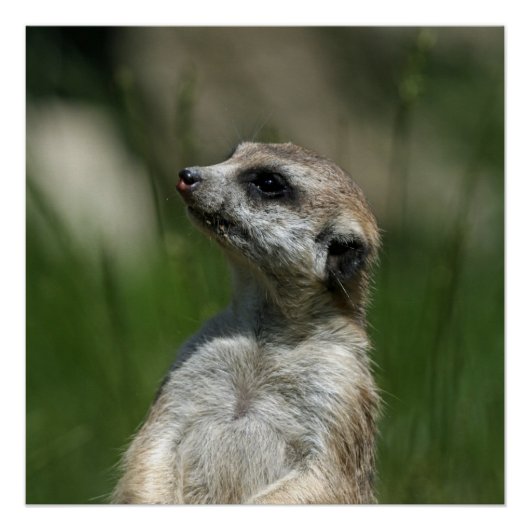 Meerkat_2014_1006 ポスター (正面)
