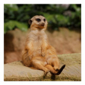 Meerkat_2015_0110 ポスター (正面)