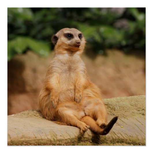 Meerkat_2015_0110 ポスター (正面)