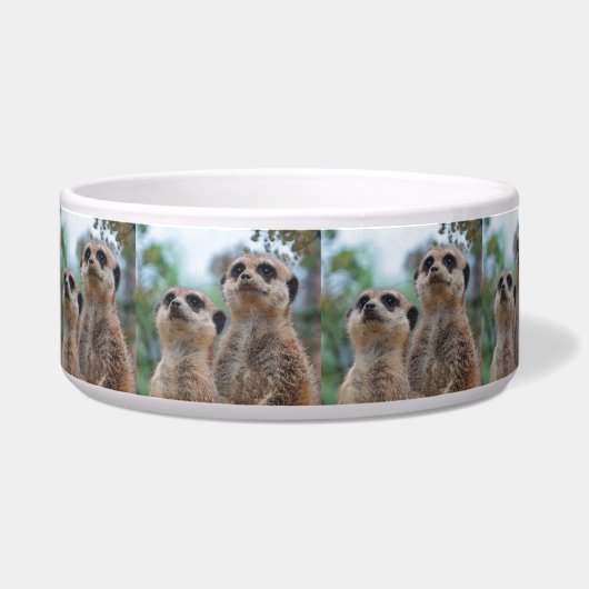 Meerkat_2015_0410 ボウル (右)