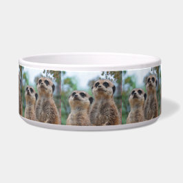 Meerkat_2015_0410 ボウル