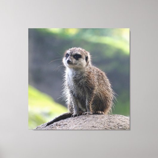 Meerkat_20171101_by_JAMFoto キャンバスプリント (正面)
