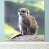 Meerkat_20171101_by_JAMFoto キャンバスプリント (インサイチュ (ウッドフロア))