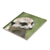 Meerkat_20171201_by_JAMFoto タイル (側面)