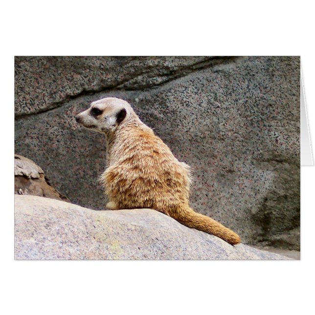 Meerkat #3 (正面横)