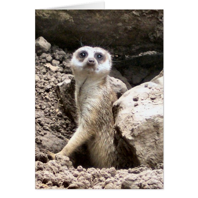 Meerkat #7 (正面)