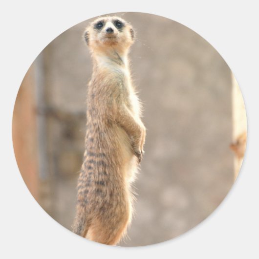 Meerkat Attentionステッカー ラウンドシール (正面)