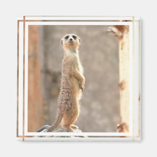 Meerkat Attention Magnet マグネット (正面)