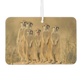 Meerkat Family カーエアーフレッシュナー