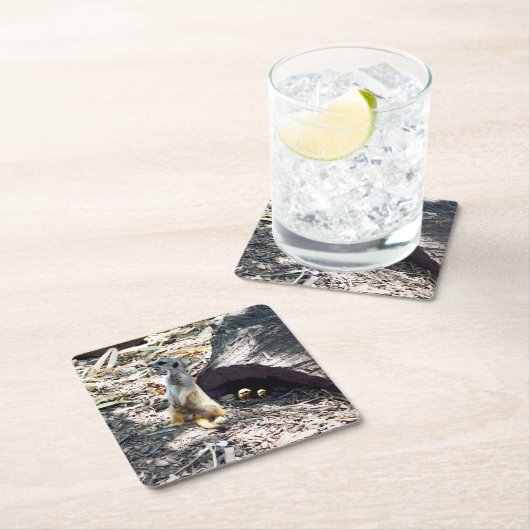 Meerkat Mumと彼女の子供、紙パーティーコースター スクエアペーパーコースター (インサイチュ)