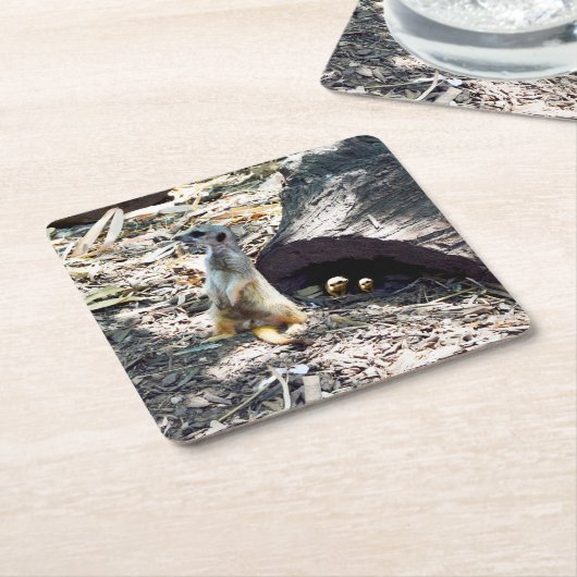 Meerkat Mumと彼女の子供、紙パーティーコースター スクエアペーパーコースター (アングル)