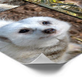 Meerkat Photo Collage Value Wallポスター ポスター (角)