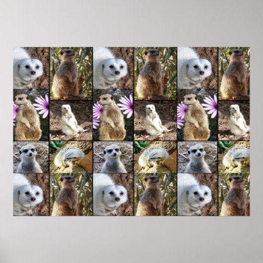 Meerkat Photo Collage Value Wallポスター ポスター (正面)