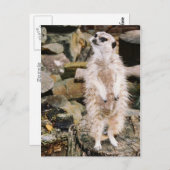 Meerkat Postcard ポストカード (正面/裏面)