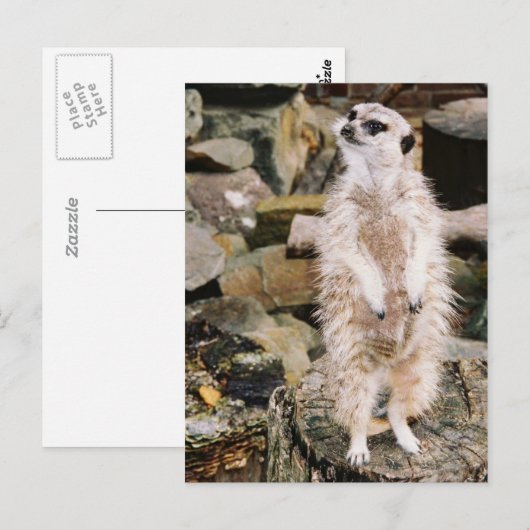 Meerkat Postcard ポストカード (正面/裏面)